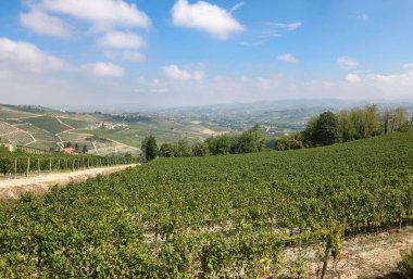 Barolo ve La Morra yakınlarındaki Langhe üzüm bağları, Unesco Sitesi, Piedmont, İtalya