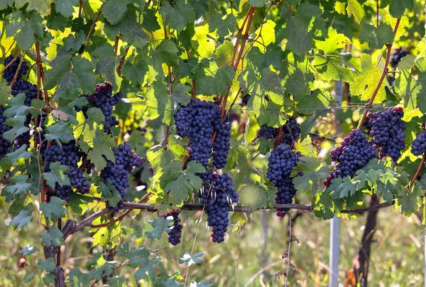 Barolo, Piemonte, Langhe şarap bölgesi ve İtalya 'nın Unesco mirasında yeşil yapraklı güzel siyah nebbiolo üzümleri.