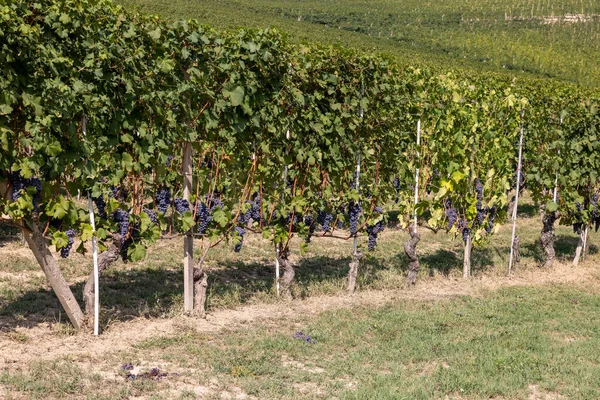バローロやラ モーラに近いランゲのブドウ畑 ユネスコサイト ピエモンテ州 イタリア — ストック写真