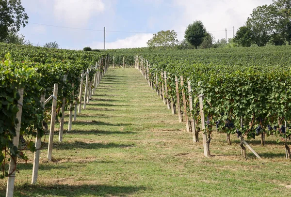 Langhe Wijngaarden Bij Barolo Morra Unesco Site Piemonte Italië — Stockfoto