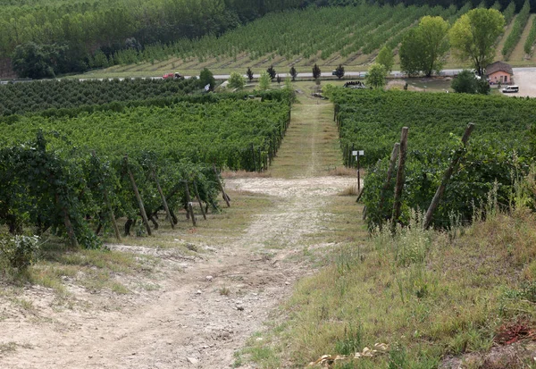 Виноградники Біля Грінцане Кавур Ємонт Італія — стокове фото