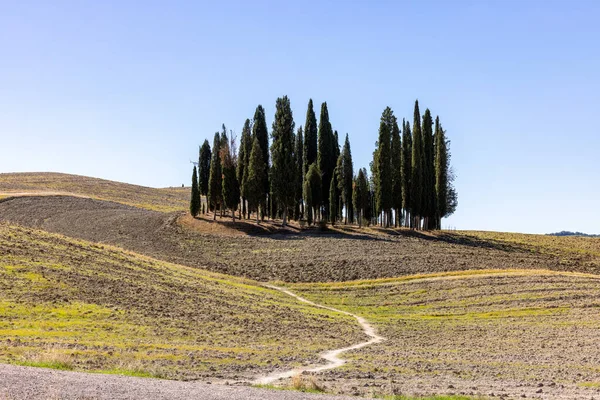 Iconische Groep Cipressen Een Veld Vlakbij San Quirico Toscane Italië — Stockfoto