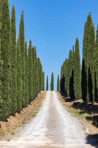 Ulička Cypřišových Stromů Toskánsku Itálie — Stock fotografie