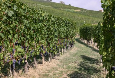Barolo ve La Morra yakınlarındaki Langhe üzüm bağları, Unesco Sitesi, Piedmont, İtalya