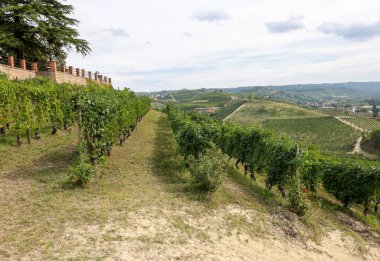 Grinzane Cavour yakınlarındaki Langhe üzüm bağları. Unesco Sitesi, Piedmont, İtalya