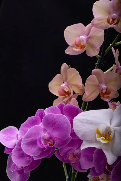 Siyah arka planda izole edilmiş güzel renkli orkide çiçekleri.