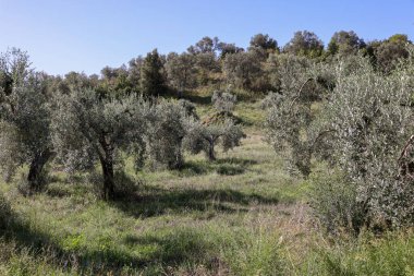 Grosseto 'nun Montemassi bölgesindeki bir yamaçta eski zeytin ağaçları. Toskana 'da. İtalya