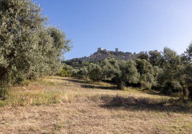 Grosseto 'nun Montemassi bölgesindeki bir yamaçta eski zeytin ağaçları. Toskana 'da. İtalya