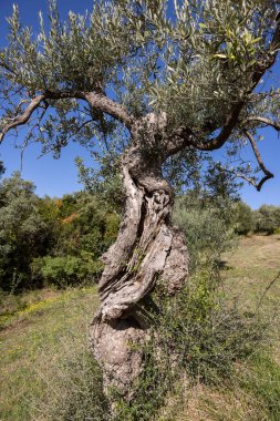 Grosseto 'nun Montemassi bölgesindeki bir yamaçta eski zeytin ağaçları. Toskana 'da. İtalya