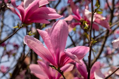 İlkbaharda güzel manolya ağaçları çiçek açar. Ağaç dalında pembe manolya çiçekleri.