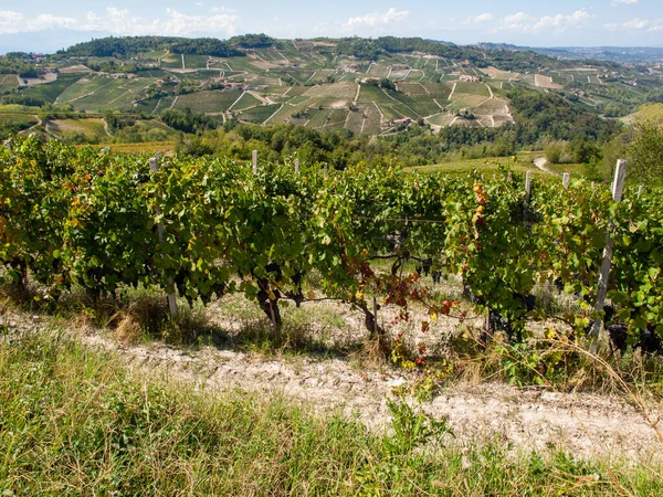 Vinhas Langhe Perto Barolo Unesco Site Piemonte Itália — Fotografia de Stock