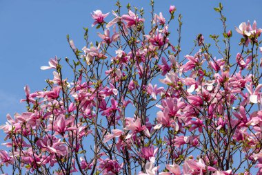 İlkbaharda güzel manolya ağaçları çiçek açar. Ağaç dalında pembe manolya çiçekleri.