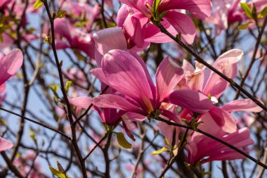 İlkbaharda güzel manolya ağaçları çiçek açar. Ağaç dalında pembe manolya çiçekleri.