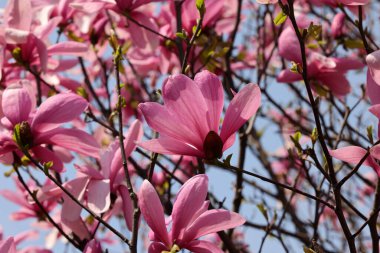 İlkbaharda güzel manolya ağaçları çiçek açar. Ağaç dalında pembe manolya çiçekleri.