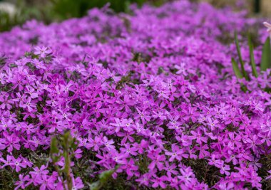 Leylak Aubrieta, bahçedeki çiçekleri görüyor musun?.