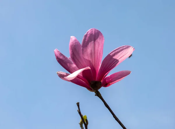 Όμορφα Άνθη Μανόλιας Την Άνοιξη Ροζ Λουλούδια Μανόλια Ένα Κλαδί — Φωτογραφία Αρχείου
