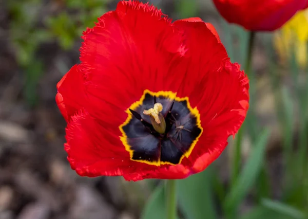 Κόκκινο Λουλούδι Τουλίπας Ανθίζει Έναν Κήπο — Φωτογραφία Αρχείου