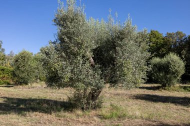 Grosseto 'nun Montemassi bölgesindeki bir yamaçta eski zeytin ağaçları. Toskana 'da. İtalya