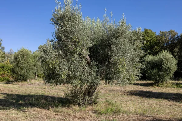 Oude Olijfgaarden Een Heuvel Montemassi Provincie Grosseto Toscane Italië — Stockfoto