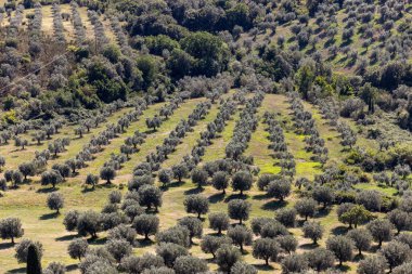 Grosseto bölgesindeki Montemassi çevresindeki tarım arazileri ve zeytinlikler. İtalya