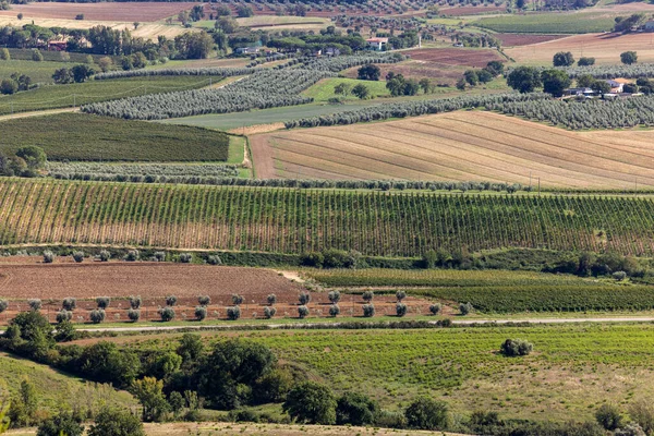 Terreno Agricolo Oliveto Intorno Montemassi Provincia Grosseto Italia — Foto Stock