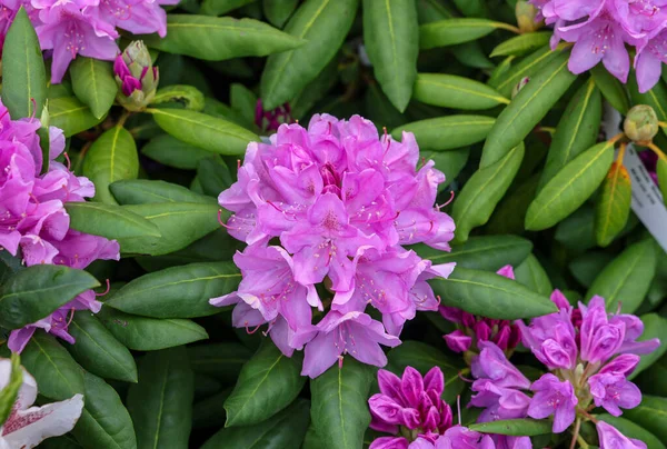 Beautiful Blooming Pink Azalea Flowers Garden — Stok fotoğraf