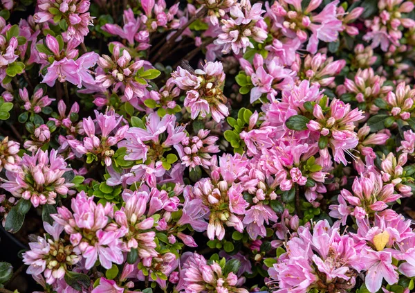 Beautiful Blooming Pink Azalea Flowers Garden — Stockfoto