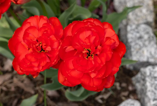 Rote Tulpen Blühen Einem Garten — Stockfoto