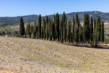  San Quirico, Toskana, İtalya yakınlarındaki bir tarlada ikonik selvi ağacı grubu.