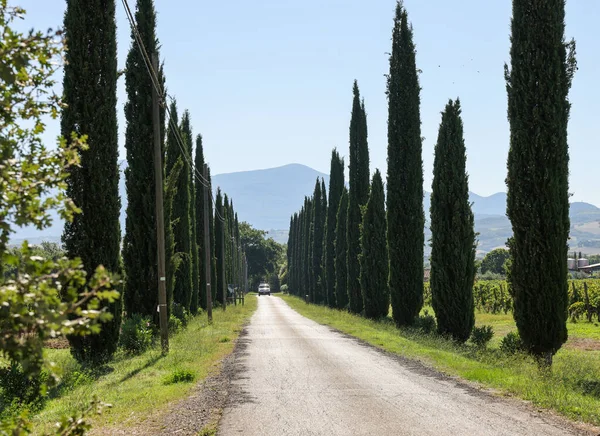 Алея Кипарисових Дерев Тоскані Італія — стокове фото