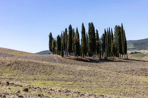 Iconische Groep Cipressen Een Veld Vlakbij San Quirico Toscane Italië — Stockfoto
