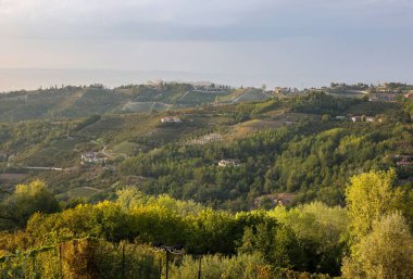 Piedmont, İtalya 'da Albaretto della Torre bölgesinde fındık ağaçları