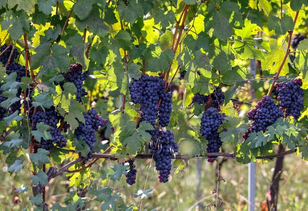 バローロ ピエモンテ ランゲワイン地区とユネスコ遺産 イタリアのブドウ畑で緑の葉を持つ黒いネビオーロのブドウの美しい束 — ストック写真