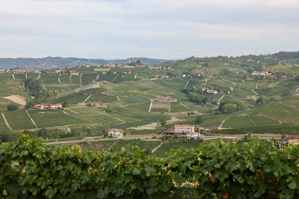 Barolo Morra Yakınlarındaki Langhe Üzüm Bağları Unesco Sitesi Piedmont Talya — Stok fotoğraf