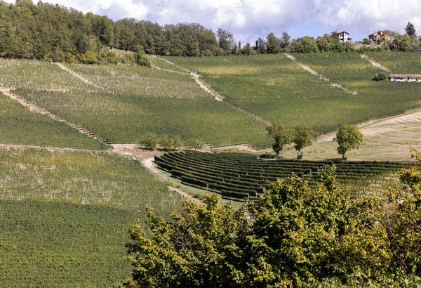Langhe Vineyards Barolo Unesco Site Piedmont Italy — 图库照片