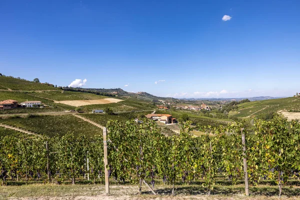 Langhe Vineyards Barolo Unesco Site Piedmont Italy — 스톡 사진