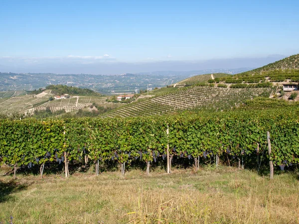 Langhe Wijngaarden Bij Barolo Unesco Site Piemonte Italië — Stockfoto