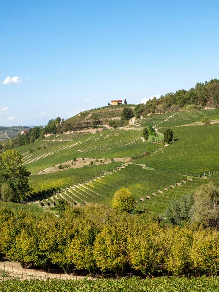 イタリア ピエモンテ州バローロ ユネスコの近くにあるランゲのブドウ畑 — ストック写真