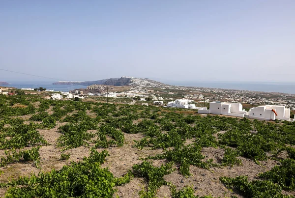 Assyrtiko Yunanistan Santorini Adası Ndaki Şarap Mahzeninde Yerel Şarap Üzümü — Stok fotoğraf