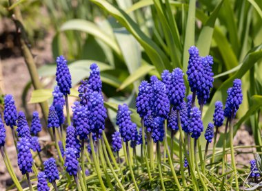 Üzüm Sümlü Muscari Ermenistan Baharın Başında Çiçek Açar. 