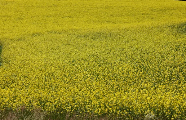 Καλλιεργούμενο Χωράφι Ανθισμένους Βιασμούς Έντονο Κίτρινο Χρώμα — Φωτογραφία Αρχείου