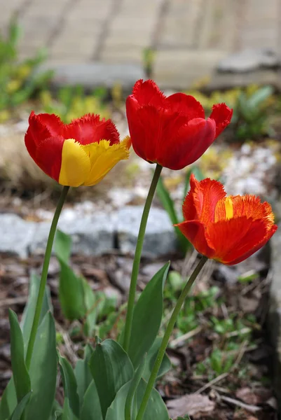 Flori Lalele Galbene Roșii Înflorind Într Grădină — Fotografie, imagine de stoc
