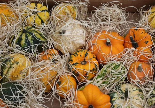Ripe Pumpkins Sold Street Stall Farmers Market Cremona Lombardy Italy — Stock Photo, Image