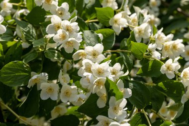 Baharda güzel yasemin çiçekleri açar. Çiçekli yasemin çalılarıyla arka plan.