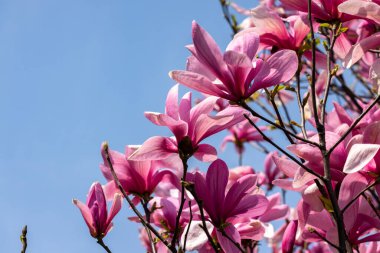 İlkbaharda güzel manolya ağaçları çiçek açar. Ağaç dalında pembe manolya çiçekleri.