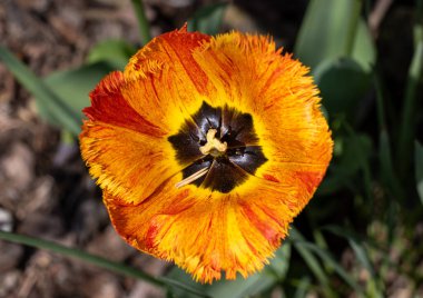 Bahçede açan sarı lale çiçeği