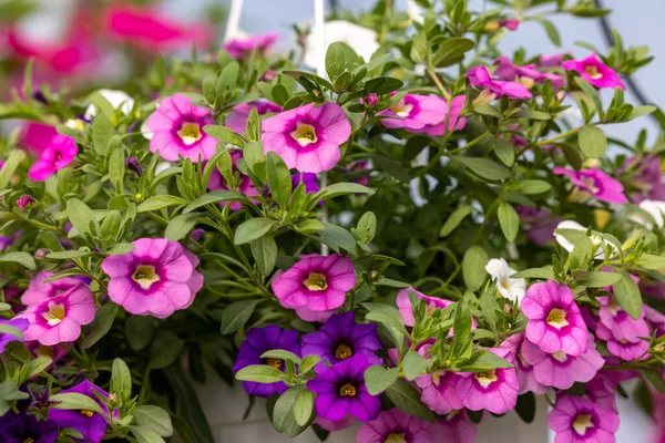 Colorful Calibrachoa Bell Flower Flowerpot Seasonal Flowers — Stock Photo, Image