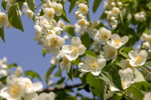 Lindas Flores Jasmim Branco Primavera Fundo Com Floração Jasmim Arbusto — Fotografia de Stock
