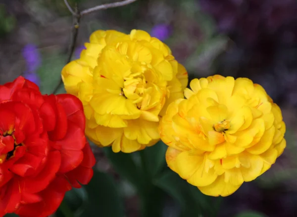 Flores Tulipas Amarelas Vermelhas Florescendo Jardim — Fotografia de Stock