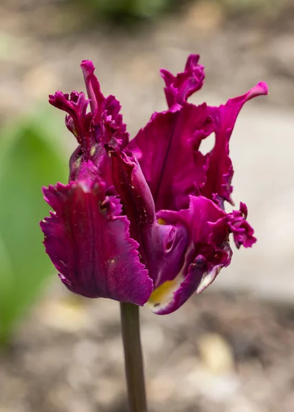 Flor Tulipa Roxa Florescendo Jardim — Fotografia de Stock